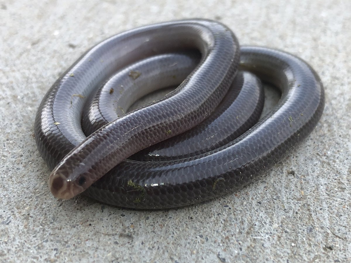 An unexpected find on the block today - woodland blind snake - Anilios proximus #wildoz