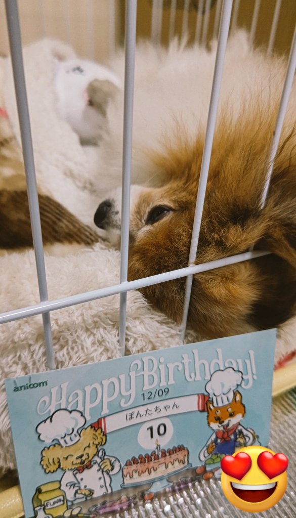 yuuiyuri's tweet photo. 2023.12.09
ぽんたくんの10歳の誕生日です🎁🎂
おめでとう🎉ヽ(°ω°)ノ

10歳を迎えられて良かったよ😍

今年は手術もあり、発作もありで大変だったけども🤤

これからもやんちゃおじさんを
どうぞよろしくお願いいたします🐶✨

#ぽんたくん #ポメラニアン #10歳

この後、誕生日用の牛肉を焼きます🥩 https://t.co/PTTL56zqQB