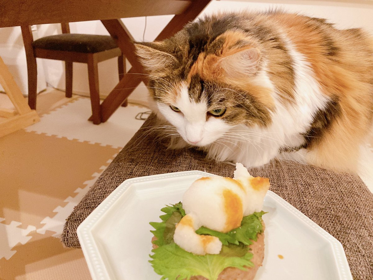 321hobby_m's tweet photo. 和風おろしハンバーグ🐈 https://t.co/SIb6cw4N0j