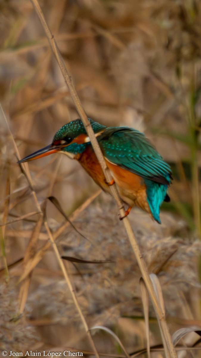 Strongbirding's tweet photo. Un blauet!! (Alcedo atthis) en el delta del Llobregat. Que colors més bonics!!🩵 https://t.co/Brh9cnimI3
