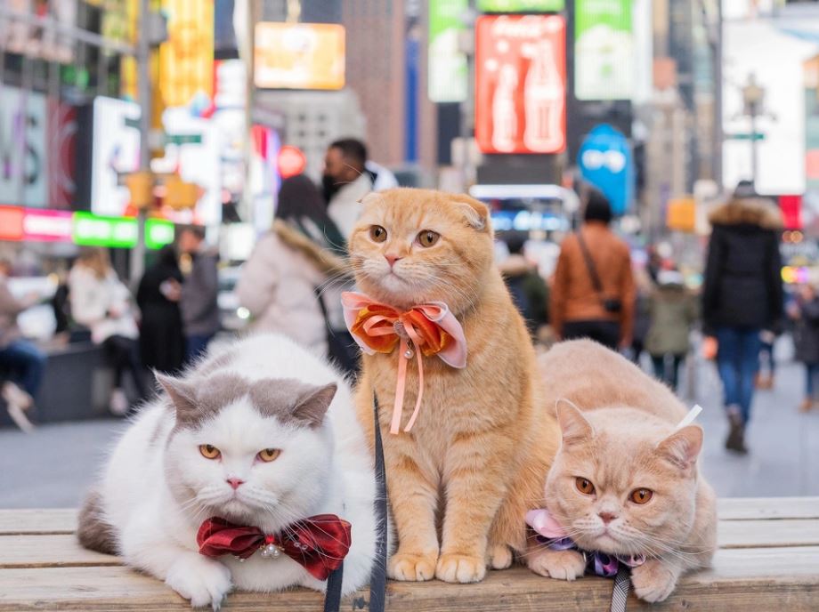 X With Cat ꧁IP꧂ tweet media