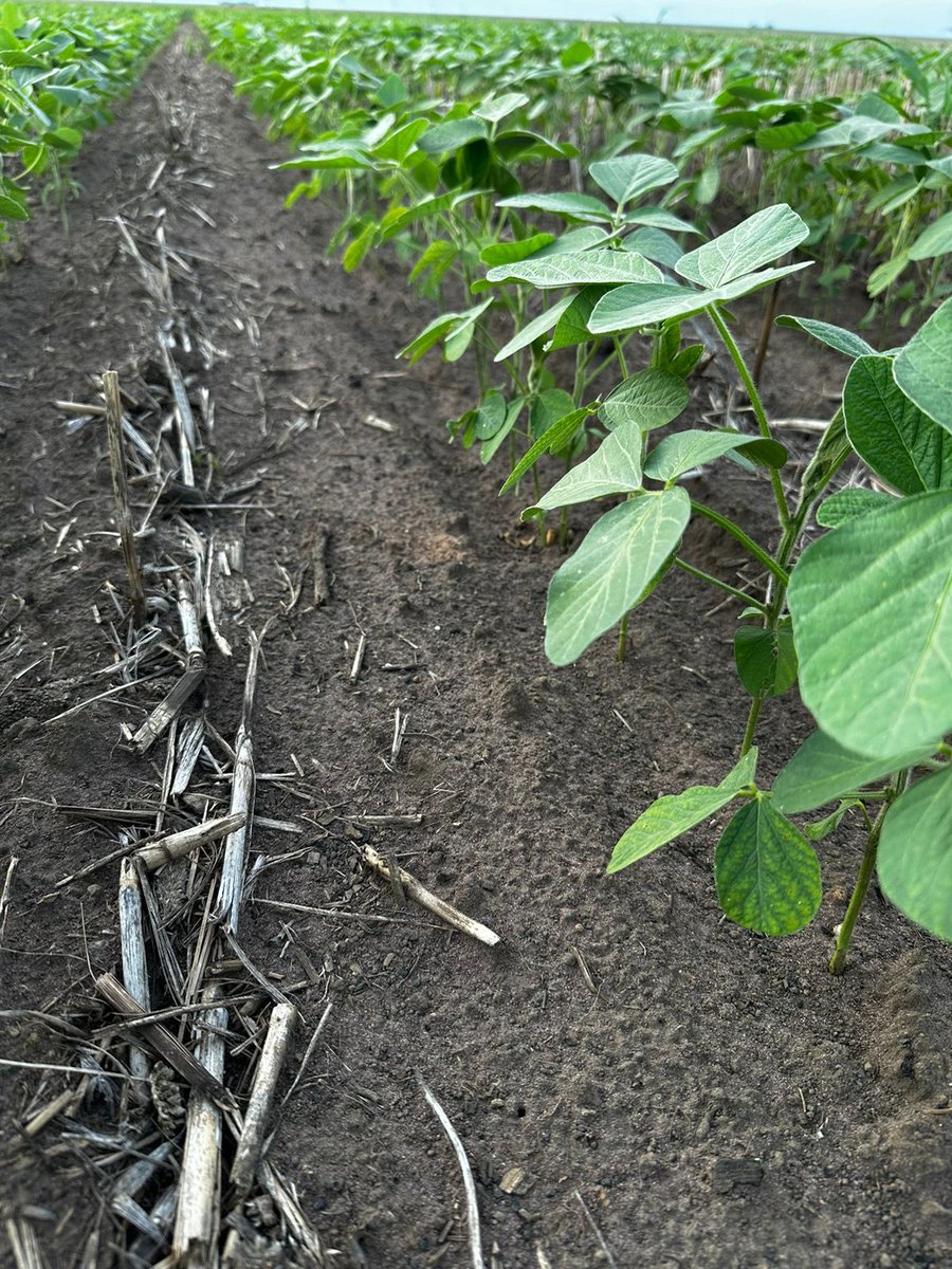 antonio_chies's tweet photo. #Zethamaxx em plena atividade!✔️após dessecação na função: Plante e Aplique!
Roça limpa, segurando bem a sementeira, sem dor cabeça no manejo, quem sabe até “fugir” do herbicida no pós emergente?
Fale com Time #PlantecAgricola e saiba mais do Portfólio #SumitomoChemical 👍🏽🏆🇧🇷 https://t.co/HZgWCIouGI
