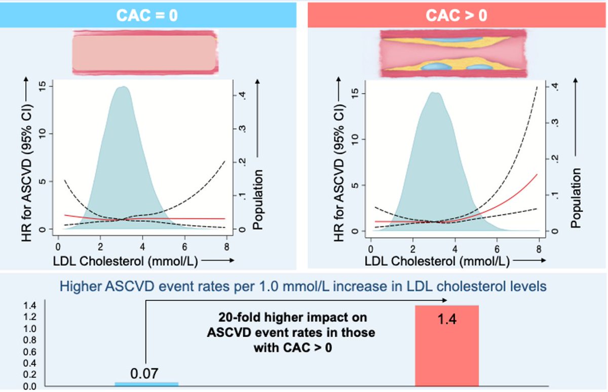 🔍 Insights from Western Denmark Heart Registry reveal a nuanced impact of LDL-C based on atherosclerosis presence. 🫀Among 23,132 CCTA patients, LDL-C lacks predictive power for future CVD when CAC=0, but strongly correlates with events in CAC>0 cases. ahajournals.org/doi/10.1161/CI…