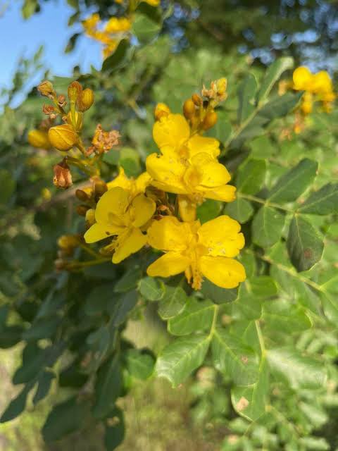 DeputadoBacelar's tweet image. #BiomaBrasileiro #Caatinga #FloresDaCaatinga