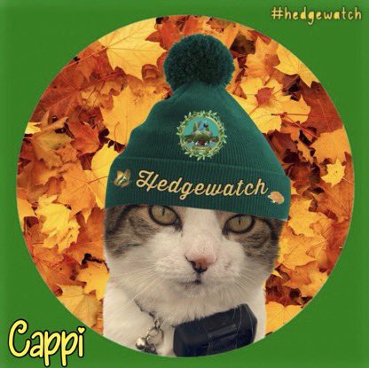 catcappi1 tweet picture