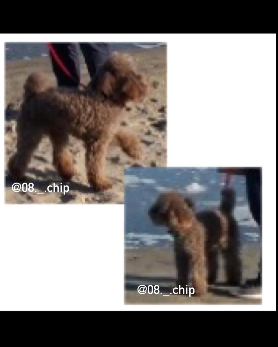 maigoken_1018's tweet photo. 【#拡散希望】
愛犬を探してます。
10/18頃 朝8:30頃　茨城県ひたちなか市の自宅から行方不明になりました

今日も新しい目撃情報はありません。

あまりにも目撃情報がなく、本当に隠れるのが上手なのか、もしかしたら、どなたかに保護されて知らずに飼われている可能性もあります。
#迷い犬 #迷子犬 https://t.co/2ILc8ZLcgu