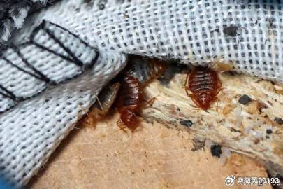 DBen2023's tweet photo. #HongKong Travel Info: Outbreaks of respiratory diseases in China. #HKG warns about entering a winter flu peak. Travelers should avoid hostels converted from old bldgs apartments. Dorms are overcrowded, messy &amp; dirty. Diseases and bedbugs can be easily spread. #WanChai #hellohk https://t.co/HUwpOQf6Z0