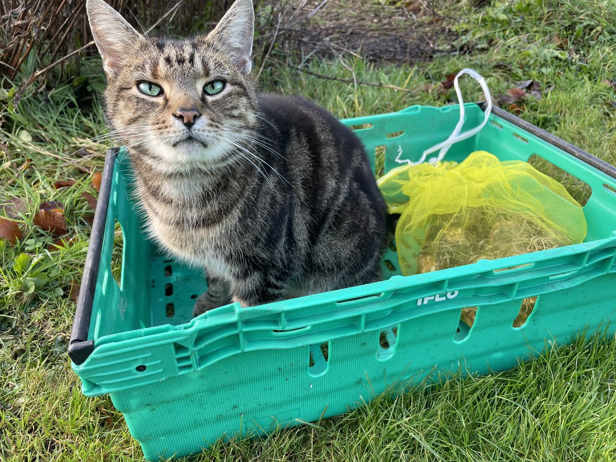 Ovenmitt is today’s gardening assistant. Planting a bag of bulbs that were given to me without a label. So they shall be a delightful surprise when the emerge