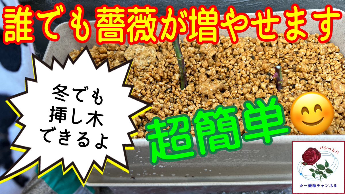 ta_bara_chan's tweet photo. 超簡単‼️誰でも薔薇が増やせます【挿し木】冬でも挿し木はできるんです⛄️ https://t.co/LhHZweth5H @YouTubeより https://t.co/UThLpZFEBC