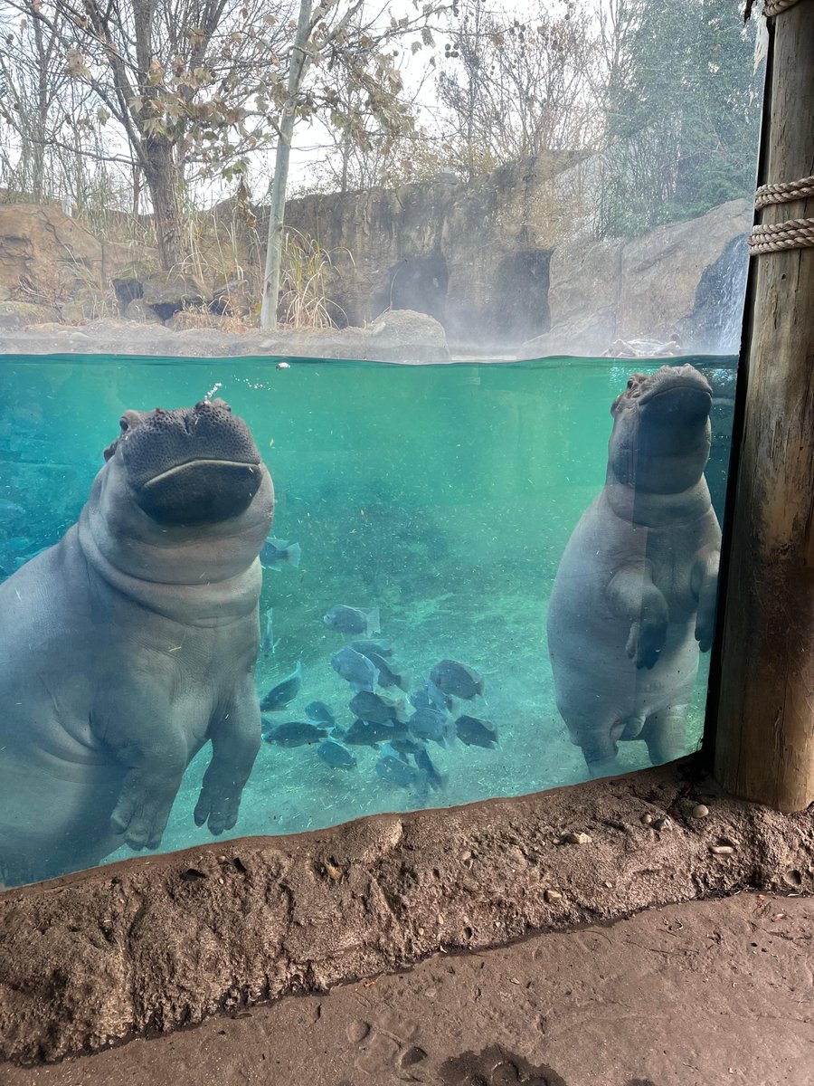 Cincinnati Zoo tweet media