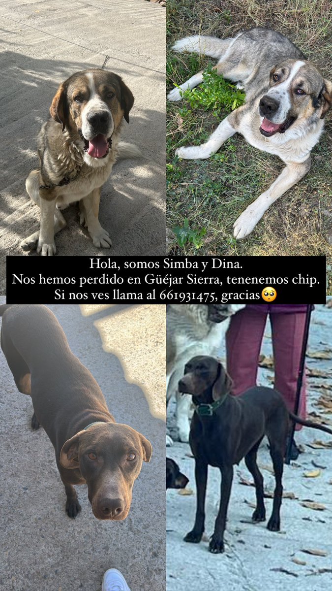 Siguen sin aparecer, ayudadme con un RT por favor 🙏 
Podemos estar en cualquier lado tambien, por pueblos cercanos, Monachi, Quentar, Pinos Genil, Dudar, Cenes de la vega, etc