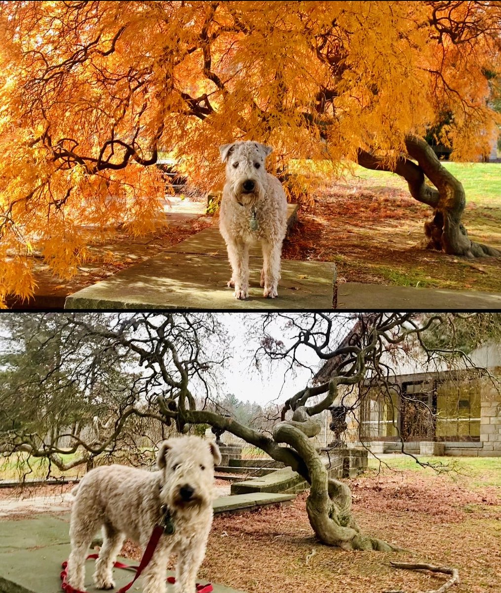 I told this lil tree not to worry about it - I know the feeling after groomy visit - and it all grows back!
#wheatenterrier #Fall #dogsofx #cutleafmaple