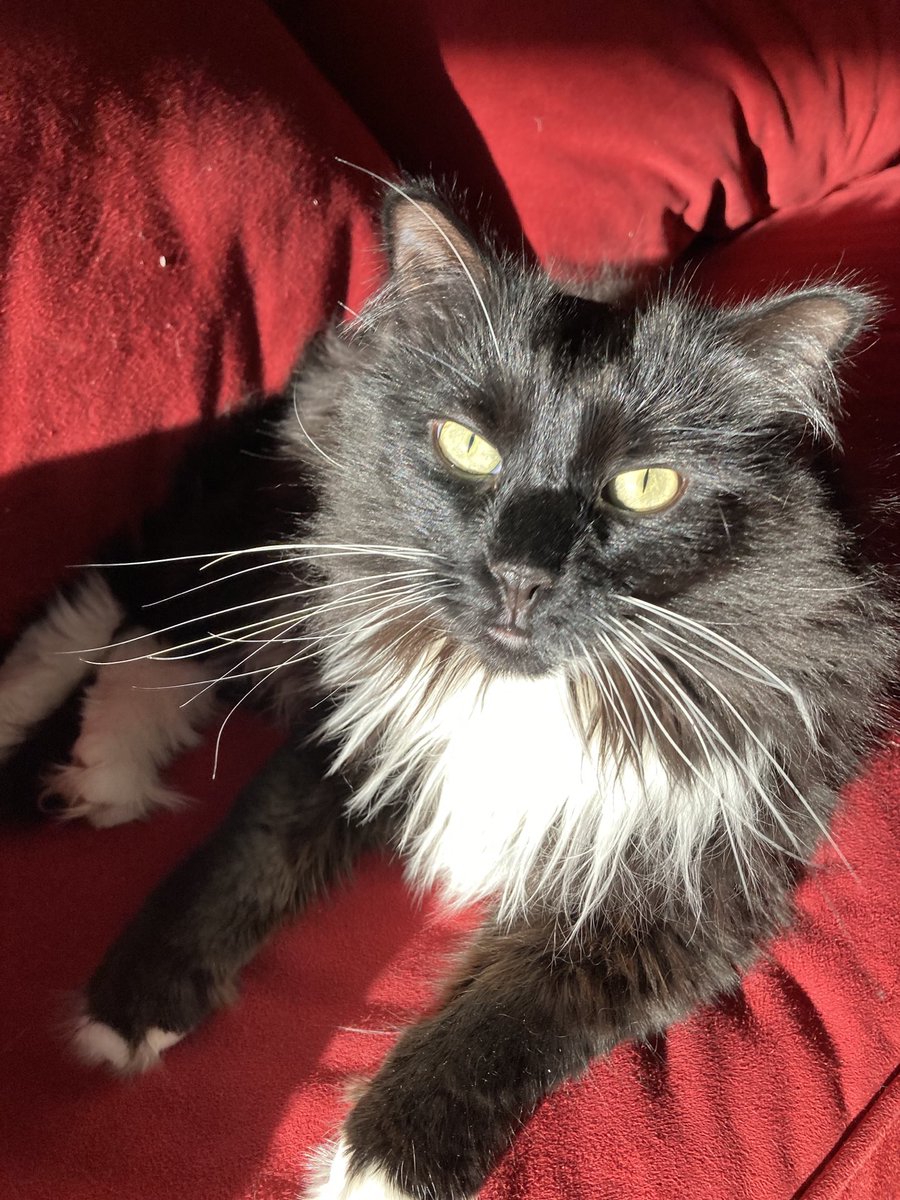 Joyce Carol Oates tweet media