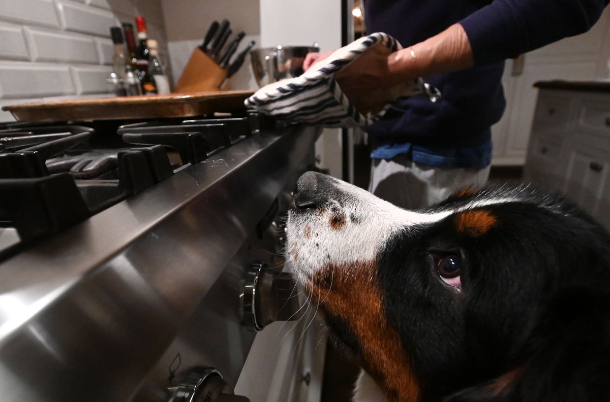 2nd Place
Advanced Animals
Claire Goettsch
Shawnee Mission East HS
Prairie Village, KS
Instructor: Dow Tate
#atpifc23