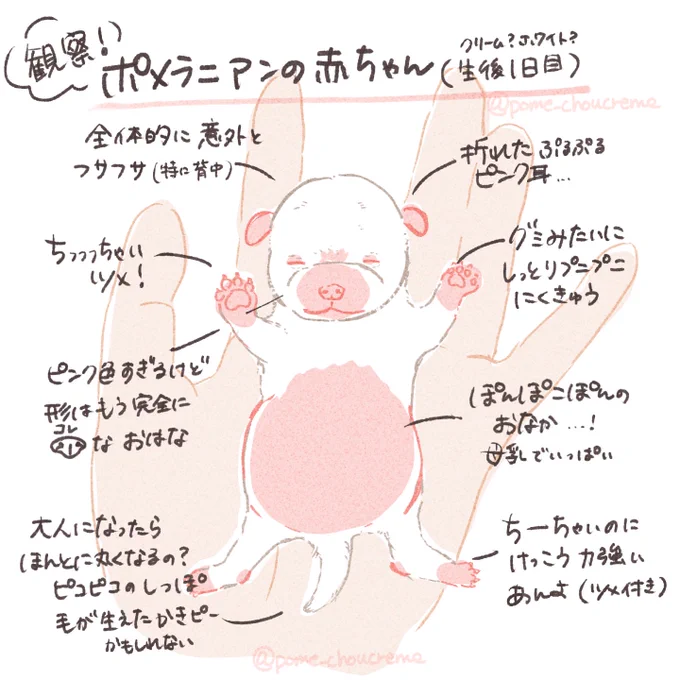 生まれたてポメラニアンを人生であと何回見られるかわからなかったので、絵に描き起こして忘れないようにしました 