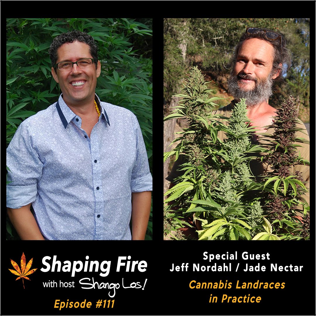 ShapingFire's tweet image. Host Shango Los talks with landrace specialist Jade Nectar about the differences between landrace, wild and feral varieties of cannabis, their unique attributes, and the importance of conscious landrace breeding techniques and preservation. ShapingFire.com