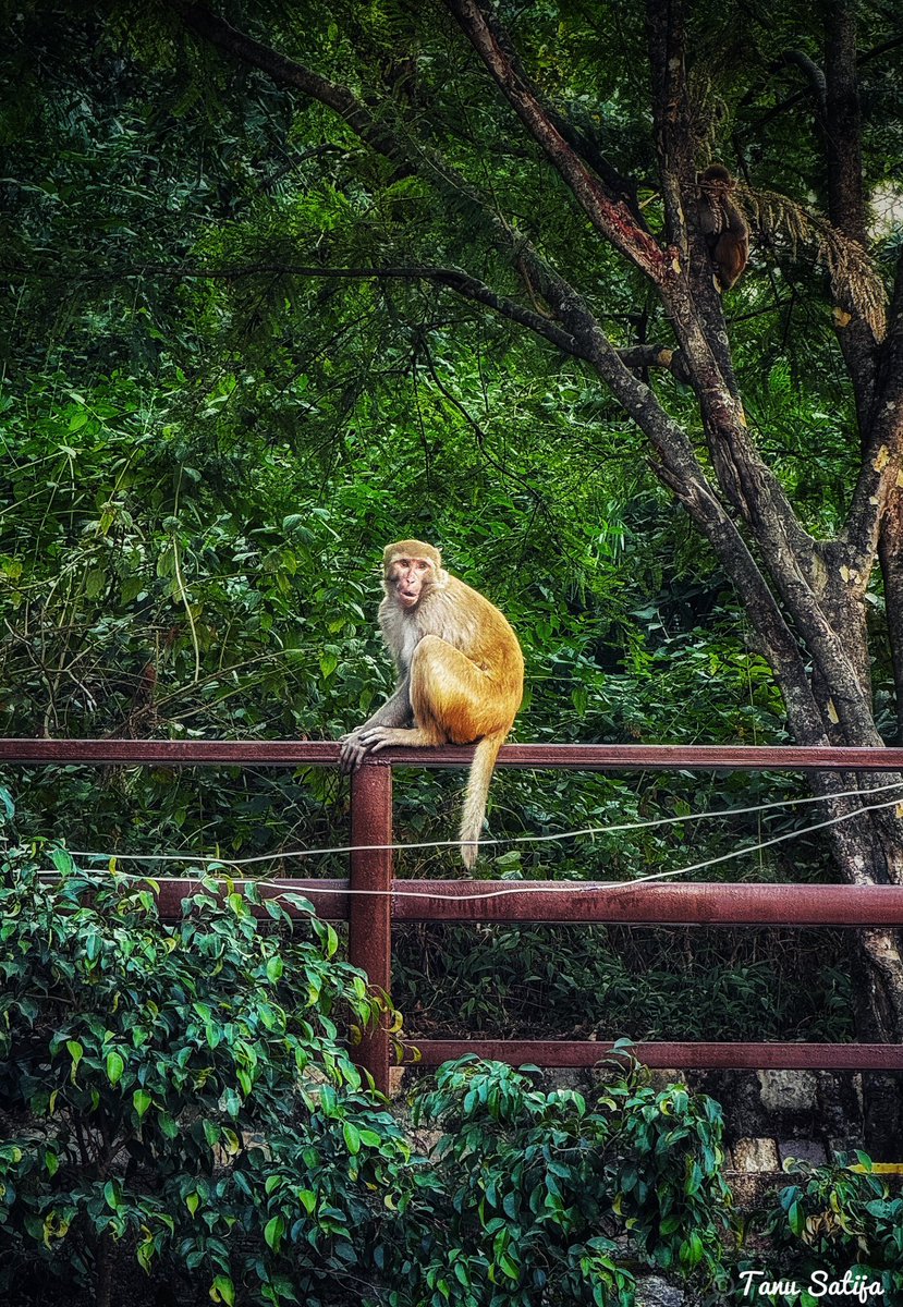 tanu0994's tweet photo. Monkeys of Mountains 🐒🐒
#monkeys #animals #animalphotography #monkey #wildlife #wildlifephotography #wild #forest #TwitterNaturePhotography #NatureBeauty #NaturePhotograhpy #naturephoto #mountains #hills https://t.co/Uh2CcNxUEH