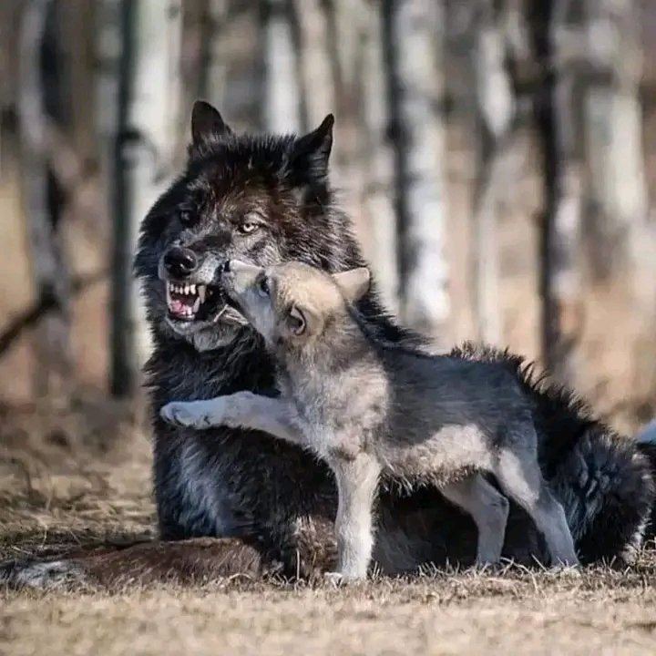 Wolves remind us that everything is so much easier when we share the load. 🐺

#wolfofinstagram #wolf #wolfdog #wolves #wolflover #wolfstagram #wolfhybrid #wolvesofinstagram #wolfpack #wolfcommunity