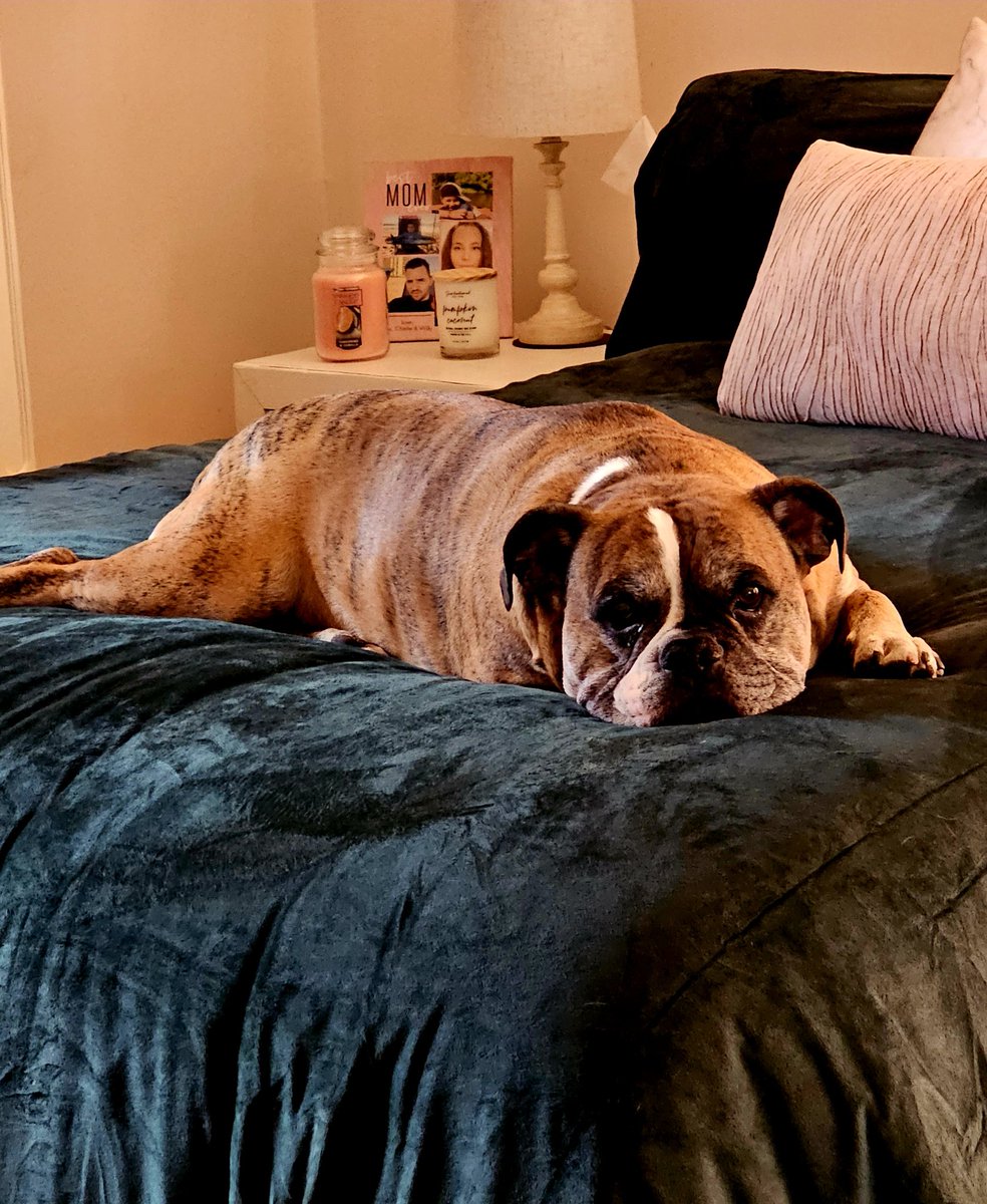 GWHomeTeam's tweet image. There's no place like home. My cat hides. Happy Caturday from Tigger. #HappyCaturday #goodmorning #worktime #sendinglove ☕️ ☕️ ❤️ 🎶