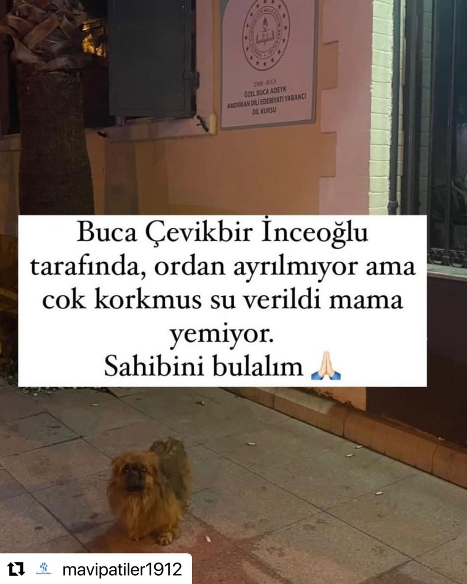 Çok korkmuş olduğu yerden ayrılmıyormuş 🥺.Acil korumaya alacak biri lazım geçici yuva bulundu ama Şuan oraya gidecek yok 

İnstagram  @mavipatiler1912 

#SokakHayvanlarıSahipsizDeğil 
#köpek #köpekterörü