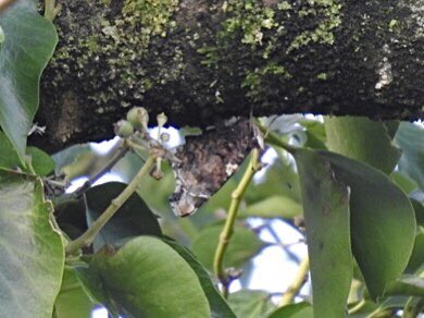 My first ever December Red Admiral this afternoon was flying around at Wincanton STW. Cooperatively settling to allow a record shot to be taken. @BCSomerset