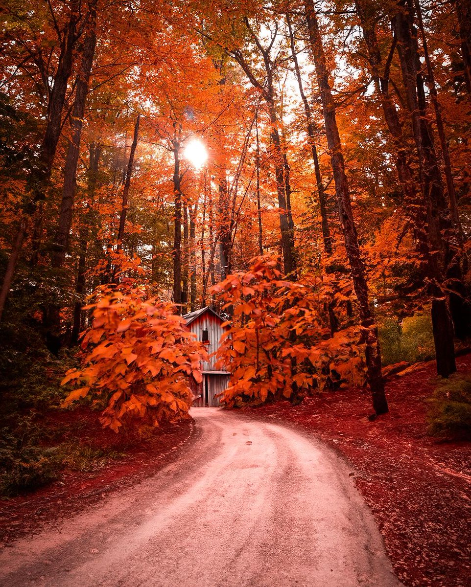 'Embracing the breathtaking hues of #Autumn 🍂 Nature's canvas at its finest! 🌳🍁 #FallColors #NaturePhotography #FoliageMagic #AutumnVibes #GoldenSeason #NatureLovers #LeafPeeping #FallFoliage #SeasonalBeauty #NatureWalks #AutumnScenes #CozyDays #HarvestTime #NatureIsArt