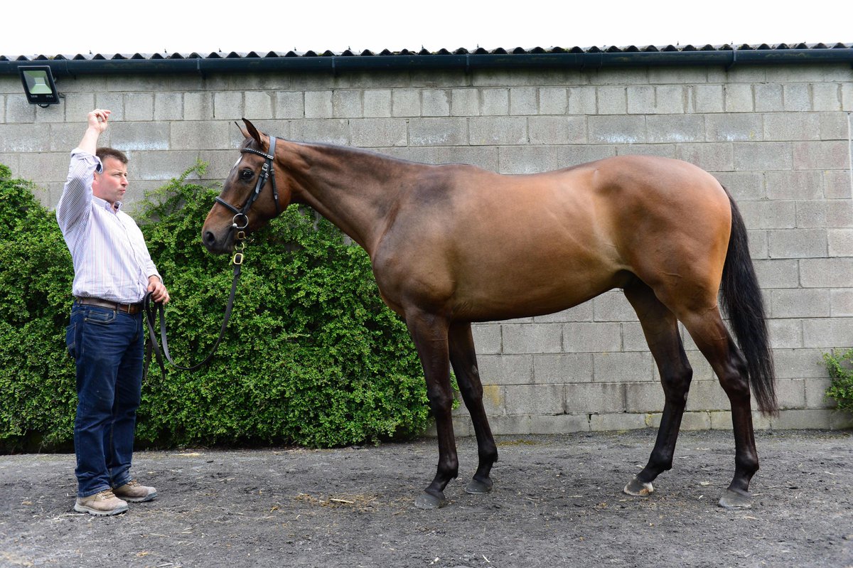 🌠 Tattersalls Ireland 𝐃𝐞𝐫𝐛𝐲 𝐒𝐚𝐥𝐞 graduate Kyntara, trained by @MelRowleyRacing, has made it back-to-back wins with victory at Aintree. 🤝 Purchased in 2019 for €30,000 by @agentbloodstock from @KilleenGlebe .