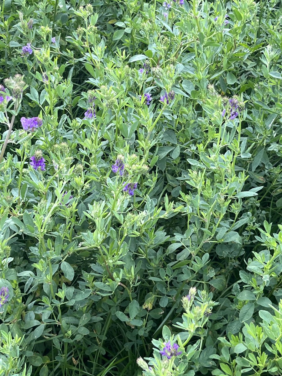 Raygrass Reward en intersiembra de Alfalfa 2021 .