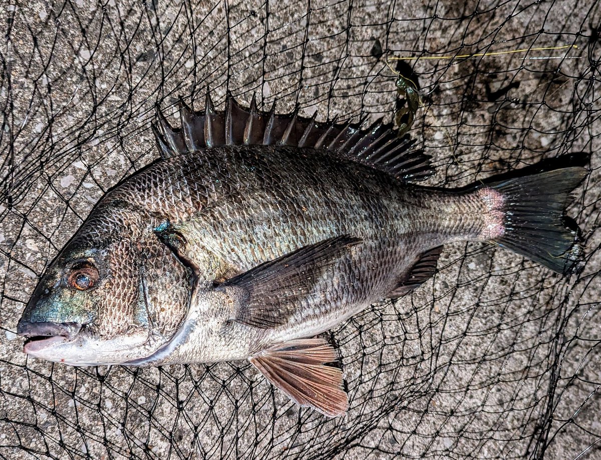 oni03's tweet image. いやークロダイは美しいですね♪話は変りますが、もりぞーさんの監修したシルバーウルフAIR７６は本当に良い竿です。１６年前に使っていたダイコーのプレミア８８Lで出来なかった事が全部出来るようになった感覚です。