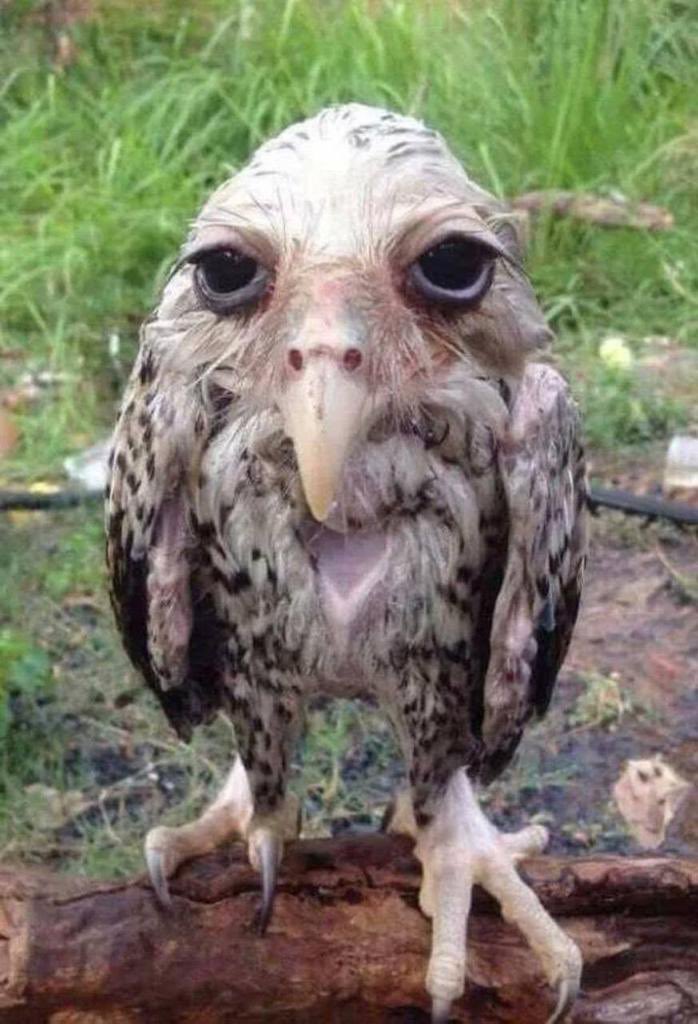 This owl has been out in the rain