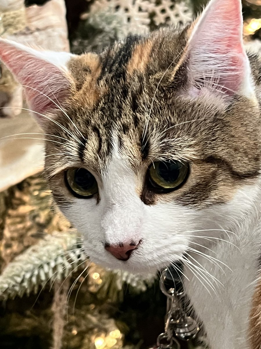 furluvcats's tweet photo. Olivia is in Florida at her sibs house and a brand new Christmas tree!  #catcation https://t.co/pLaRjzdhTH