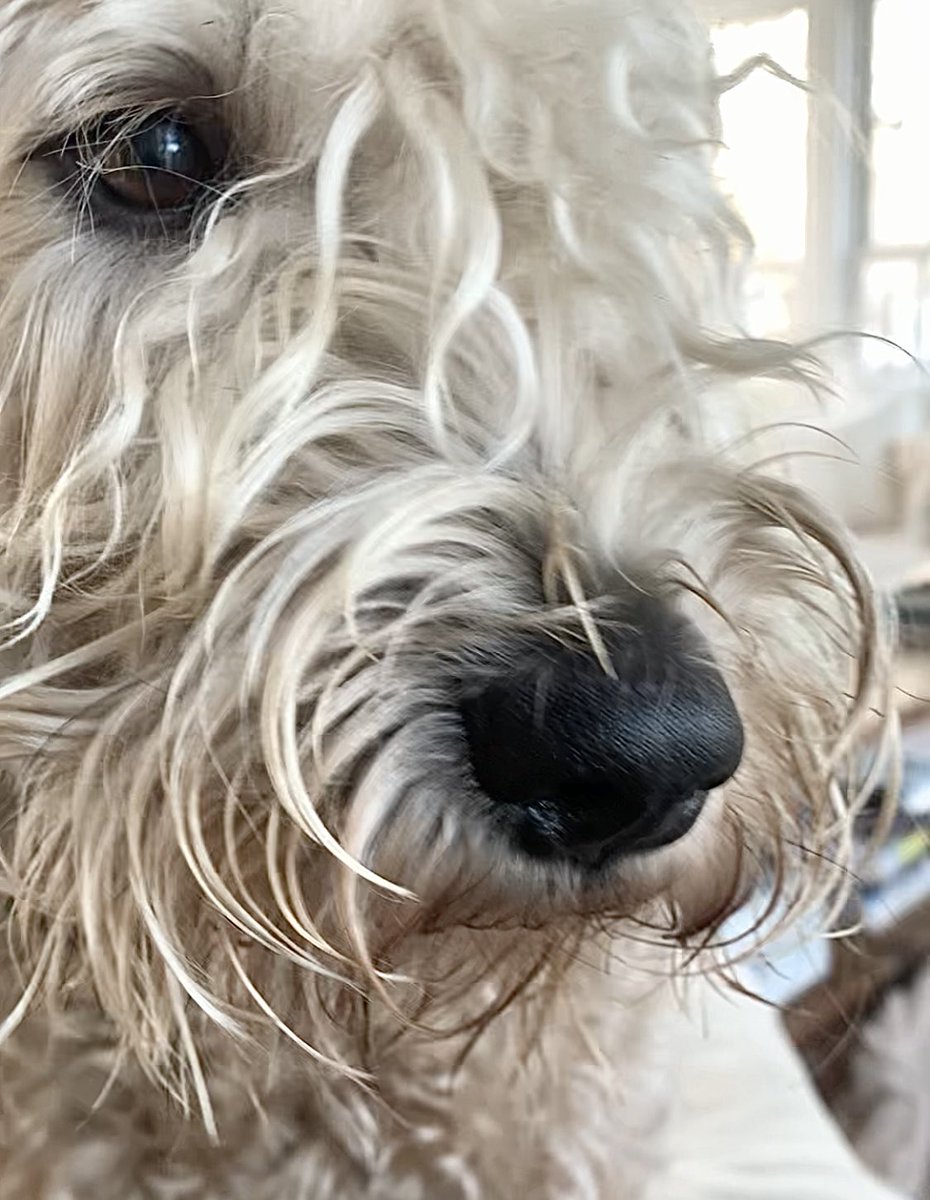 I saw some of Santa’s elves spying on me.  Not liking it.  Might have to do something about it! 
#wheatenterrier #dogsofx #santa’selves #nothappy