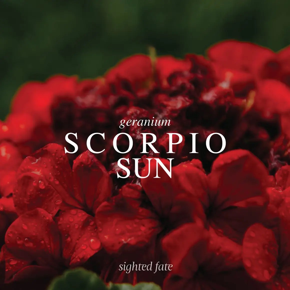 SCORPIONXASTRO's tweet photo. So pretty 🥀 https://t.co/PKxllXF2M9