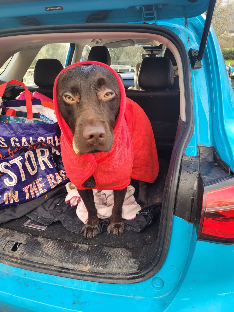 just_staceyPics's tweet photo. What a glorious walk in the castle meadows this morning! 
Bilbo went swimming in a bog that was a mixture of mud and cow patts..... yayy for that wonderful #Lab love of water and #Springer love of being a d**k!! #springerdor https://t.co/NJxtzDmbGH