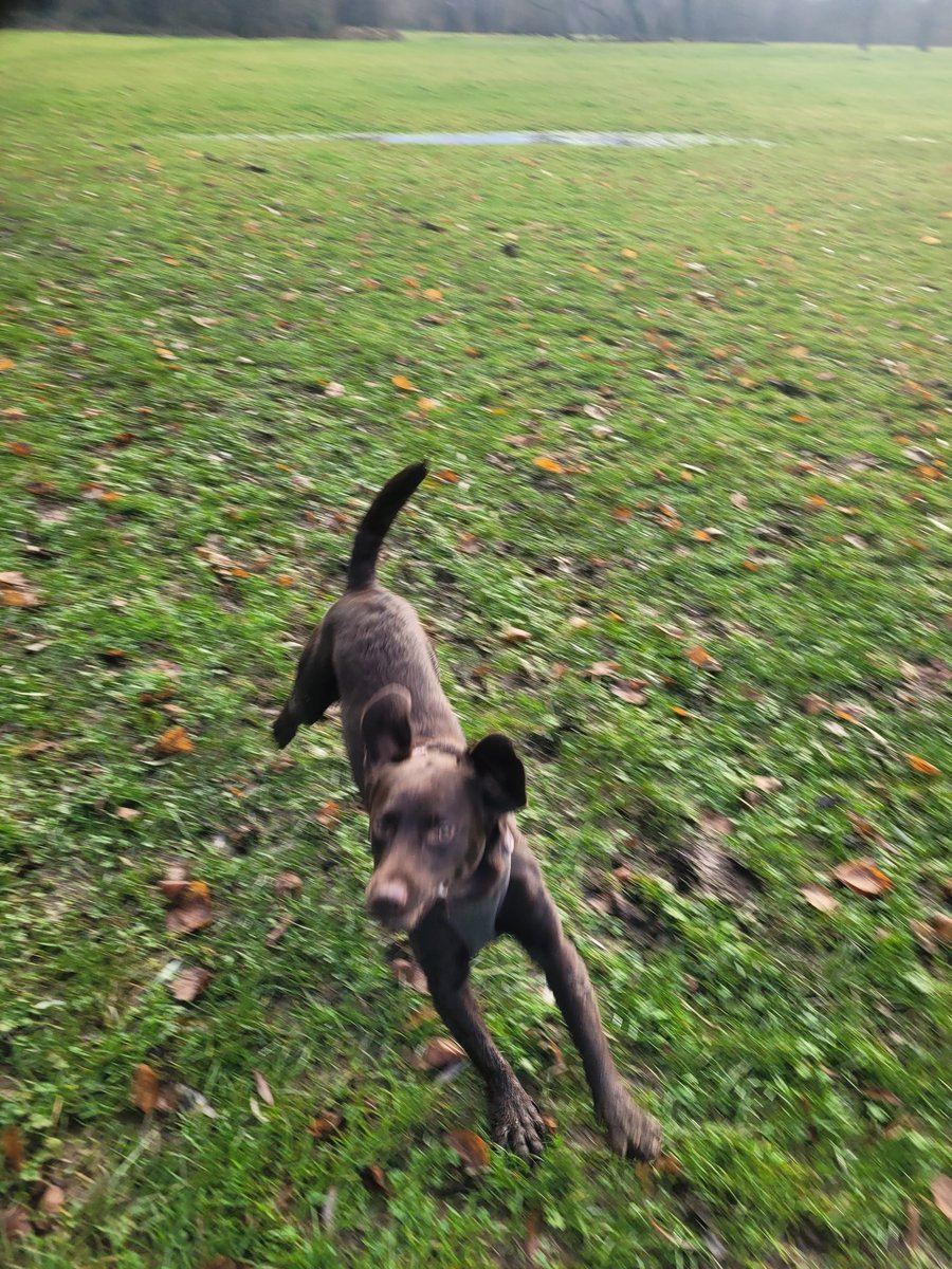 just_staceyPics's tweet photo. What a glorious walk in the castle meadows this morning! 
Bilbo went swimming in a bog that was a mixture of mud and cow patts..... yayy for that wonderful #Lab love of water and #Springer love of being a d**k!! #springerdor https://t.co/NJxtzDmbGH