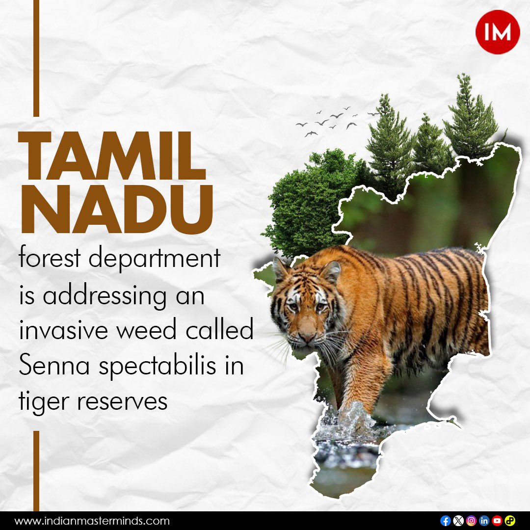 i3masterminds's tweet photo. “From invasive weed to paper magic! Explore the incredible journey of turning toxic invaders into writing paper in the Nilgiri Biosphere Reserve.
Discover the secret behind this eco-friendly transformation. Click now!
https://t.co/N9jCSo38qY
@tnforestdept
#EcoMagic #PaperFromWeeds #NilgiriBiosphere #tamilnadu #tamilnaduforest #tamilnadutourism #tamilnadudiaries #tamilnadunews #tamilnadugovernment #tamilnadutravel #tamilnadutourism