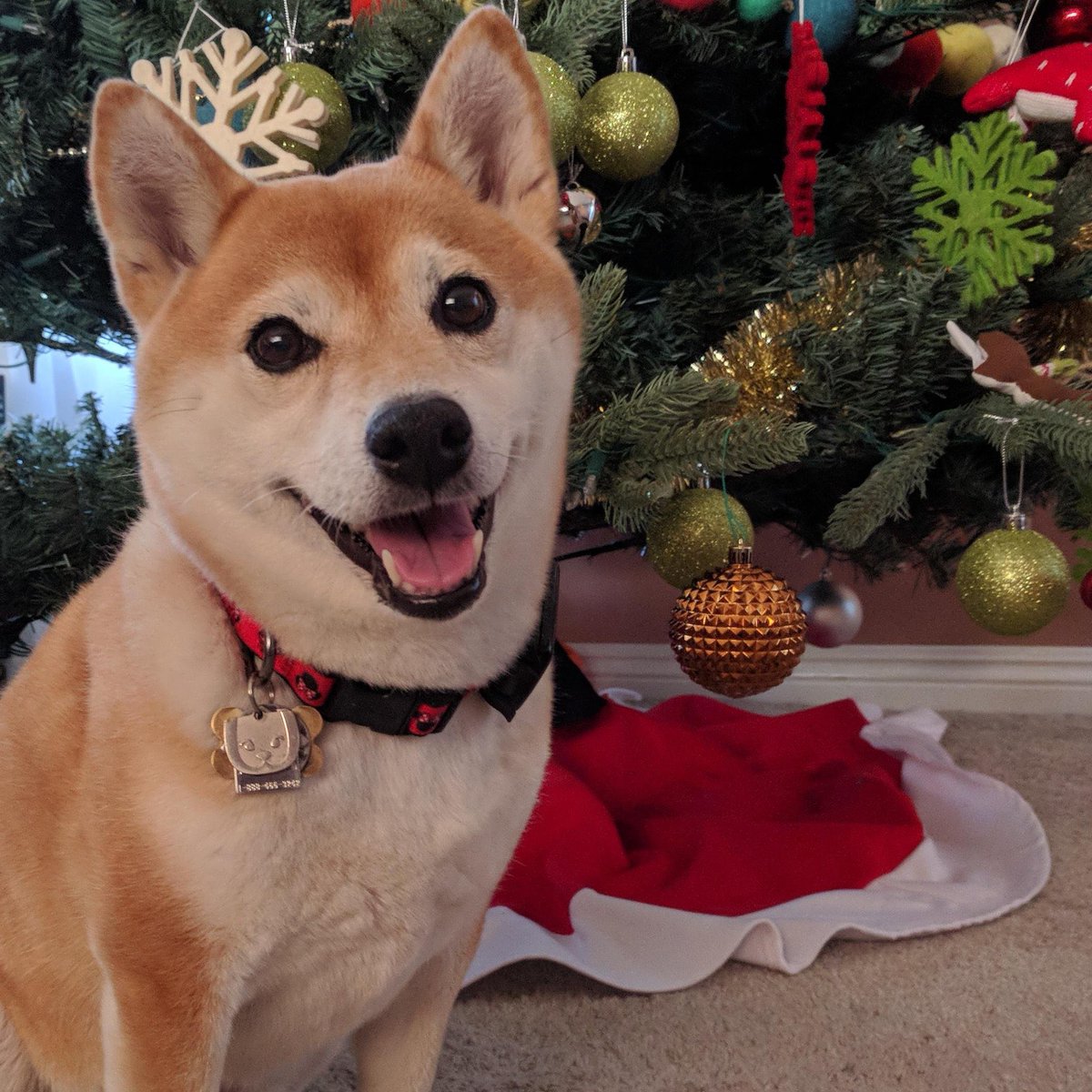 FANA_FND's tweet photo. Christmas is coming, and I wish Floki & tokenfi all the best. Thank you to their strong team.
#Floki #TokenFi
#TeamFloki #TeamTokenFi https://t.co/dlctUAQTFh