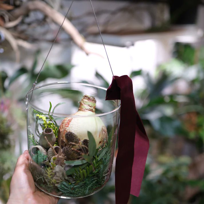 hakoneflorist's tweet photo. GORI STORE
Flying Magic Amaryllis white〜森の贈り物〜

花大国オランダで開発された、土も水もなくとも開花するアマリリスです。
通常の球根でも栄養は蓄えられていますが、基本的には土からの栄養や水分で葉がでて花を咲��せます・・・

https://t.co/CNlTHKKei5 https://t.co/h4iAbp3oHY