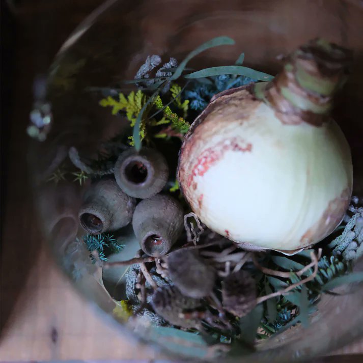 hakoneflorist's tweet photo. GORI STORE
Flying Magic Amaryllis white〜森の贈り物〜

花大国オランダで開発された、土も水もなくとも開花するアマリリスです。
通常の球根でも栄養は蓄えられていますが、基本的には土からの栄養や水分で葉がでて花を咲��せます・・・

https://t.co/CNlTHKKei5 https://t.co/h4iAbp3oHY
