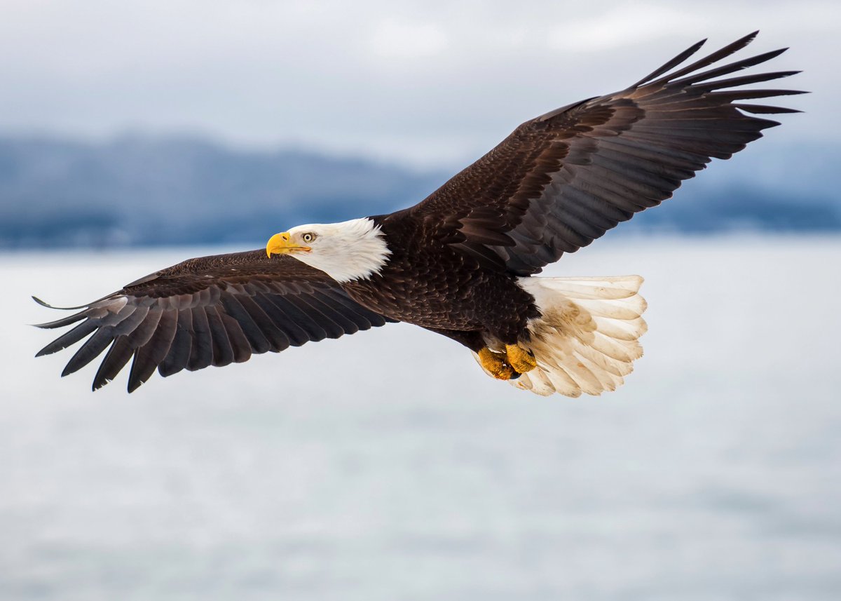 Franklin_Graham's tweet photo. "But those who wait on the Lord Shall renew their strength; They shall mount up with wings like eagles, They shall run and not be weary, They shall walk and not faint." (Isaiah 40:31) #Alaska https://t.co/OfLTHLF1Jr
