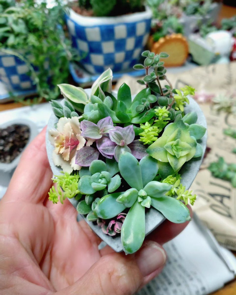 多肉寄せ植え - Search / X 多肉寄せ植え - Search / X