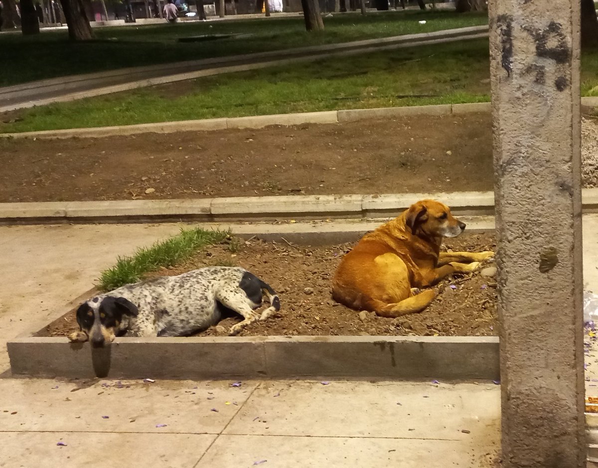 *AYUDA* su humano fue llevado a un hogar d ancianos necesitan hogar Manchitas no sabe sobrevivir x si solo #santiago <a href="/biobio/">BioBioChile</a> <a href="/Cooperativa/">Cooperativa</a> <a href="/adnradiochile/">Radio ADN</a> <a href="/PiensaPrensa/">PIENSAPRENSA 357 mil Seguidores</a> <a href="/rod_herrera/">ROD HERRERA 🦊</a> <a href="/alegriagonzaa/">Alejandro Alegria 🌴</a> <a href="/CarlosAmpuero/">ROBIN HOOD</a> <a href="/urrutia_sonia/">Sonia Urrutia</a> <a href="/STGOSeLevanta/">SantiagoSeLevanta</a> <a href="/joevasconcellos/">Joe Vasconcellos</a> <a href="/Sanfeliu/">Javo Sanfeliú</a> <a href="/mascotalerta/">Fundación MASCOTALERTA</a>