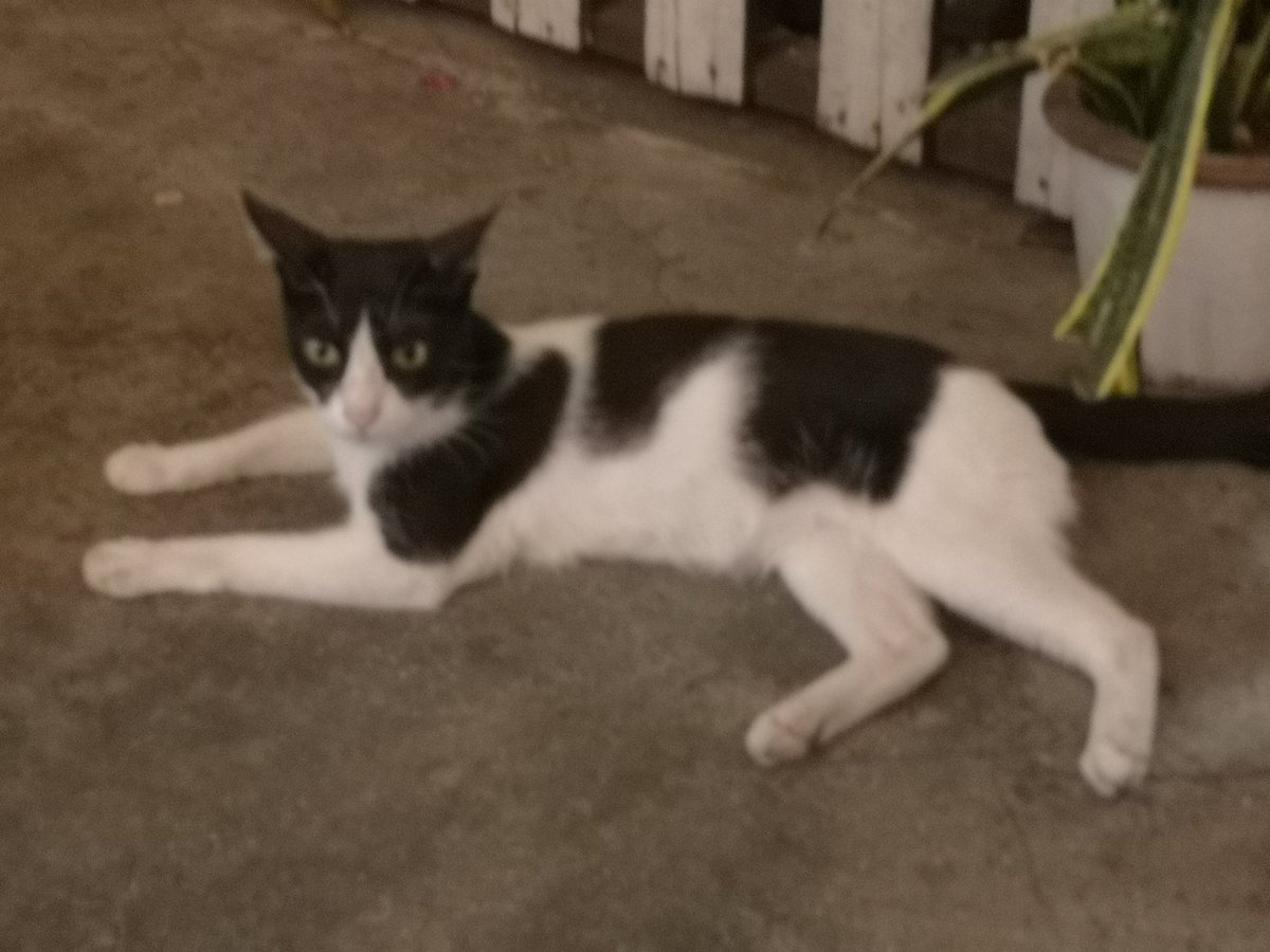 sleppycat6's tweet photo. ถี่ https://t.co/HerbAJVRJD