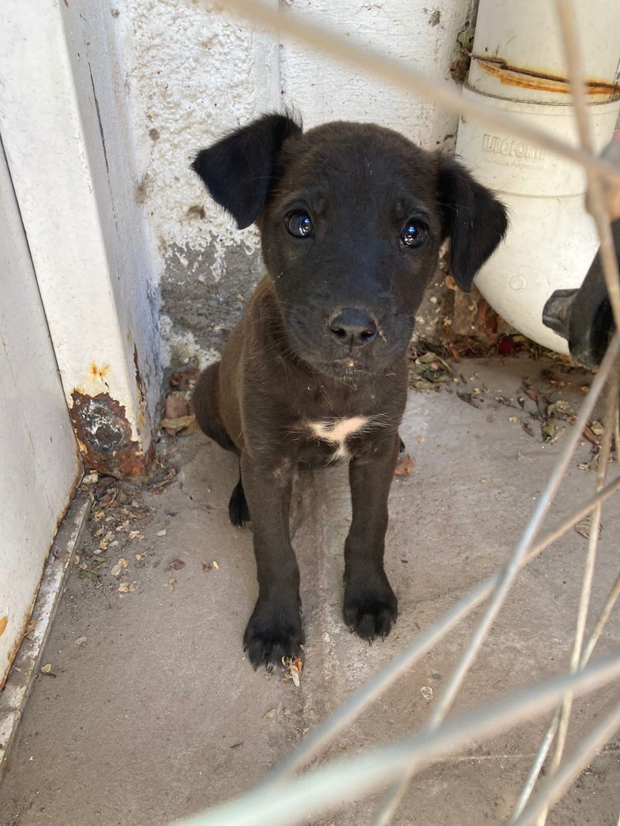 Gente necesito urgente TRÁNSITO O APOPCION para estos bebés , son machitos, no los podemos tener por favor COMPARTIR!