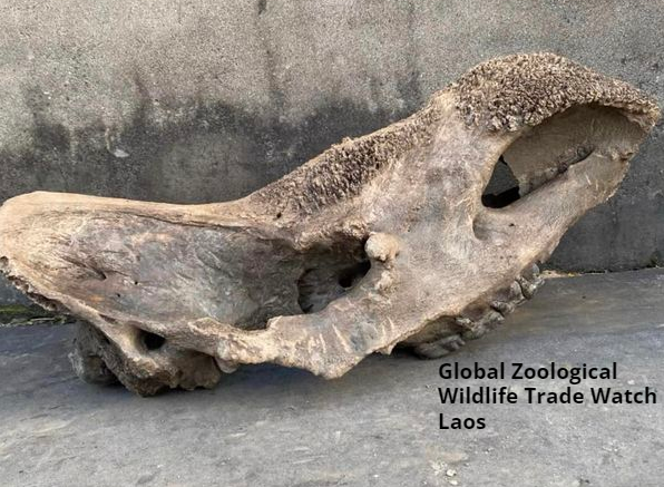 GlobalZoologic's tweet photo. A rhino skull being sold in Laos on social media. This is crazy. https://t.co/y1X97EuHuS
