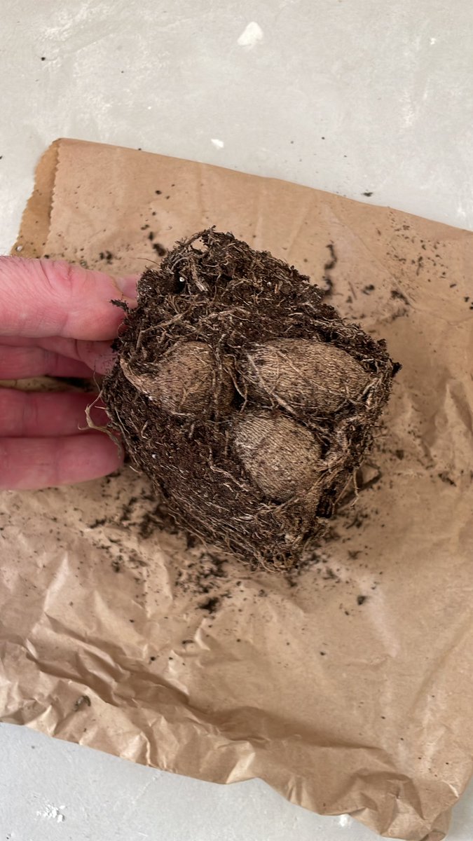 Ooo, new dahlia day! 
How exciting! 
Thanks <a href="/HallsofHeddon/">Halls of Heddon</a>, the tubers look fab!