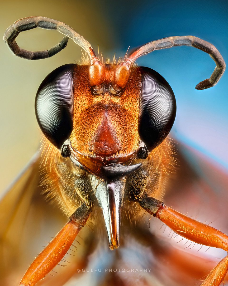 gulfu's tweet photo. Portrait of a hornet
Shot with Fujifilm GFX 100s +Laowa Aurogon FF 10x supermicro APO
#insectworld #macrophoto #ultramacro #fujifilm #gfx100s #laowa #laowaaurogon #insectportrait #gulfuphotography #fujifilmxindia #radiantdiffuser #godoxml60 #godoxindiaofficial @laowa_lens https://t.co/Lz24lzGNqY
