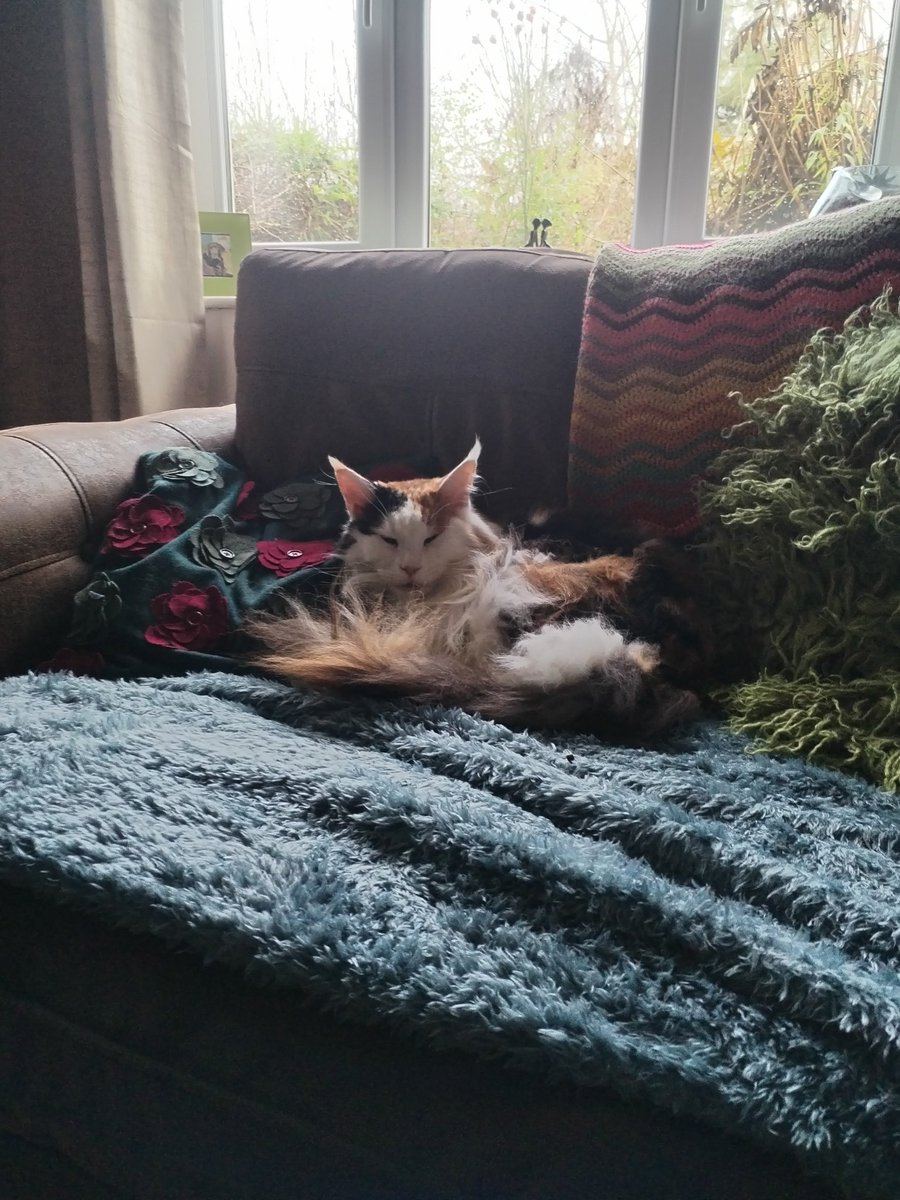Tazzy_devil777's tweet photo. Buy new fleecy throw for the sofa & #evilchild is happy ๐ https://t.co/K4nbKG8tqP