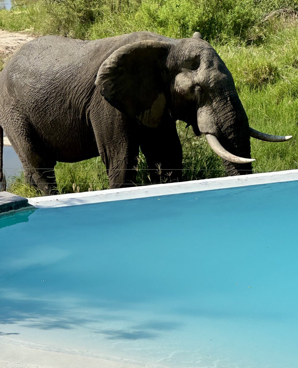 Vishva Dixit (@dixitvishva) on Twitter photo Surprise visitor! At the plunge pool in Londolozi - appeared out of nowhere. I got out in a hurry! Surprise visitor! At the plunge pool in Londolozi - appeared out of nowhere. I got out in a hurry!
