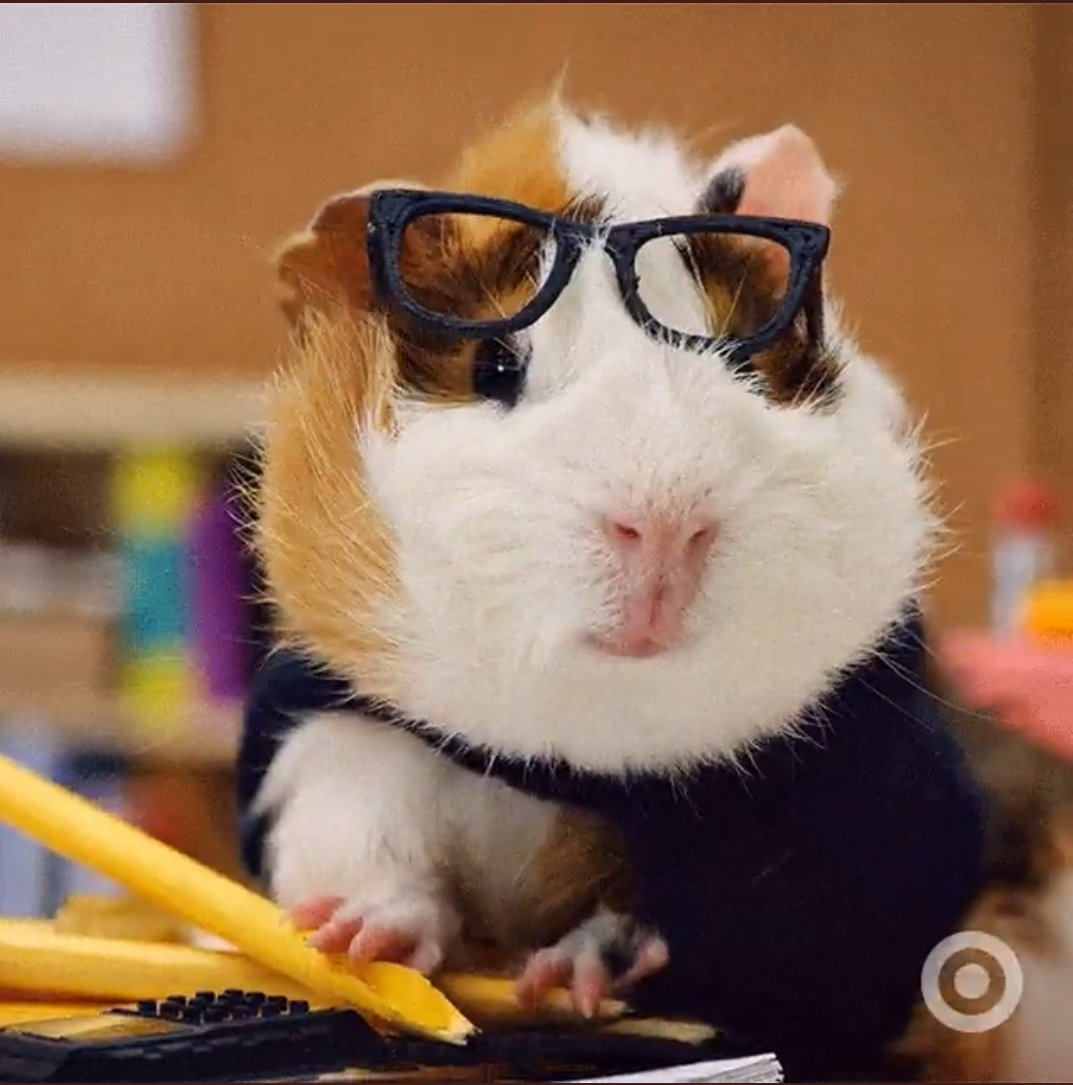 햄스터 공주🐹 tweet media